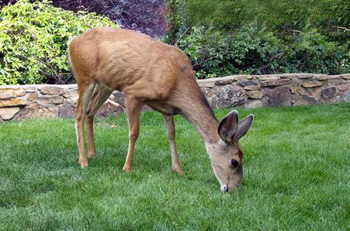 Deer Grazing in yard